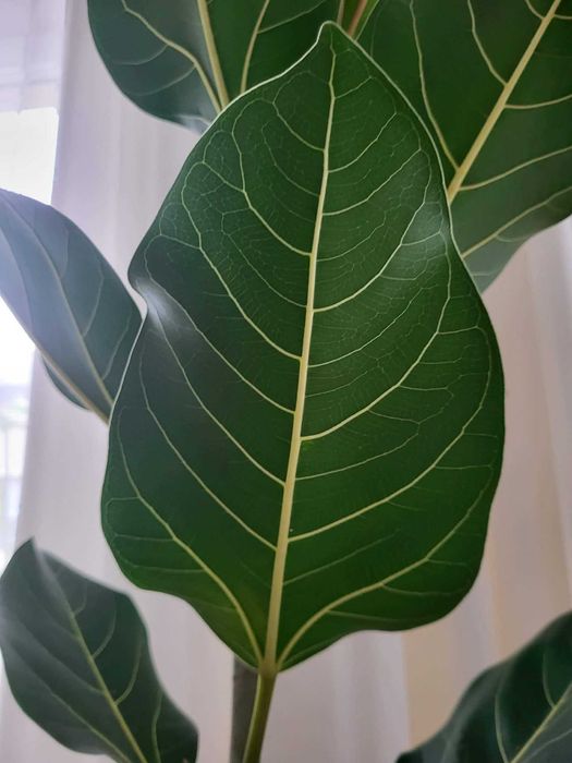 Fikus bengalski 'Joy' wysokość 185cm z don.