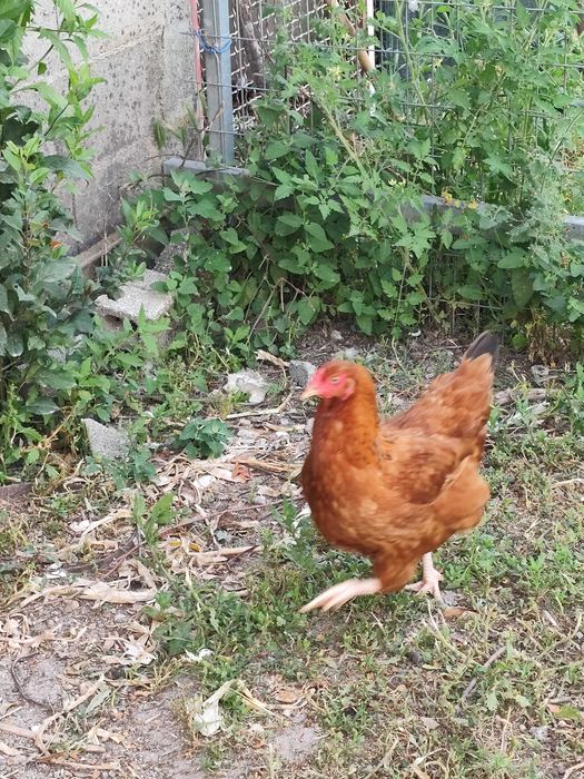 Vendo trio galo+2 galinhas caseiras