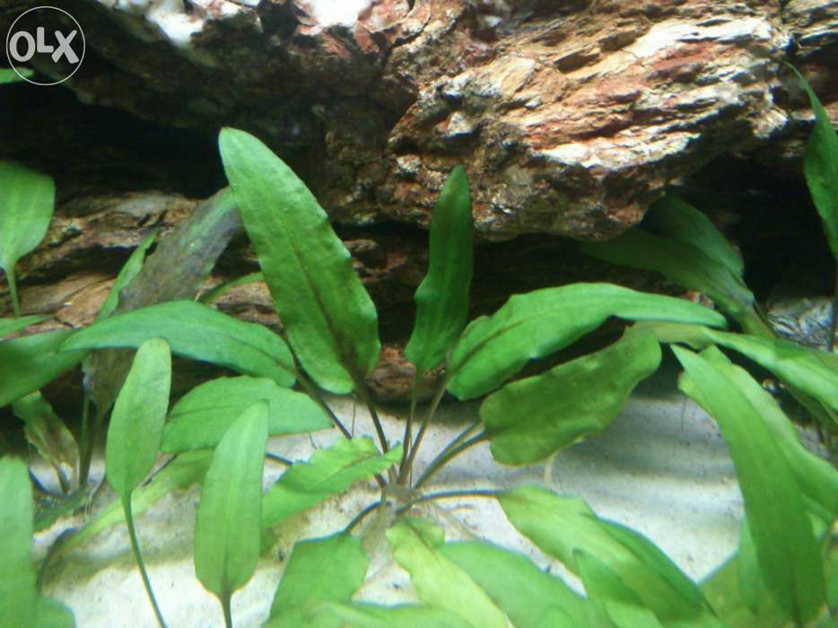 Planta aquário crescimento fácil