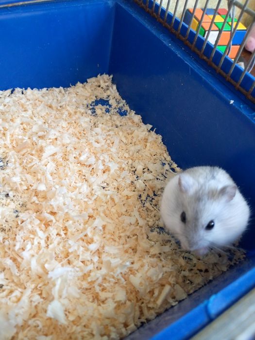 Джунгарский хомяк