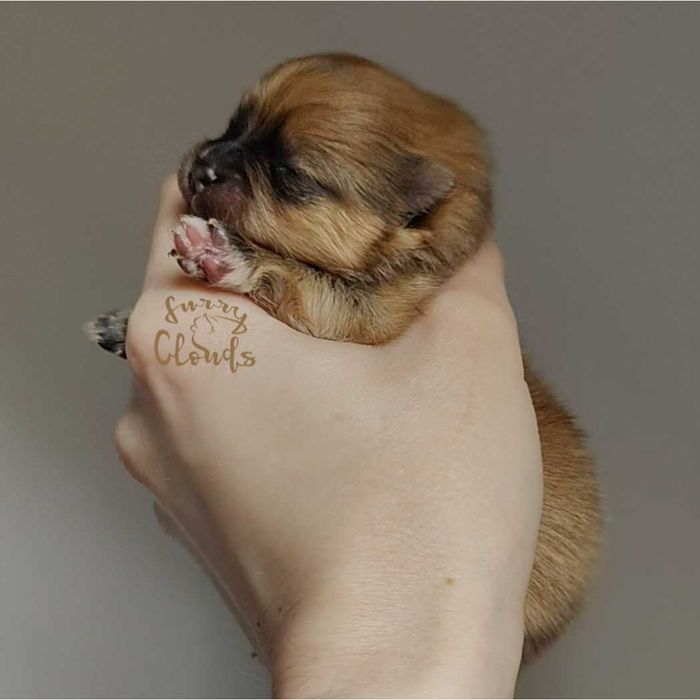 Pomeranian/Szpic miniaturowy ZKwP/FCI suczka