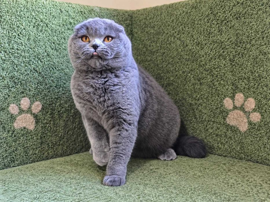Девочка скоттиш фолд