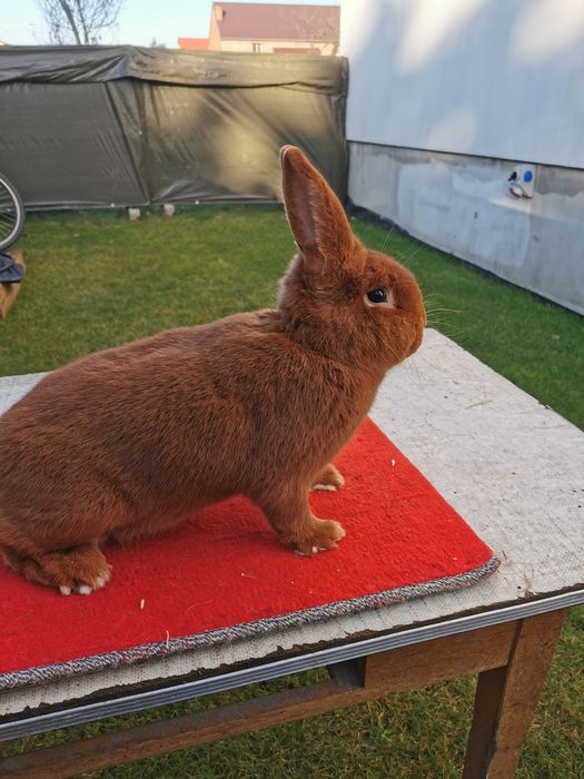 Nowozelandzki Czerwony