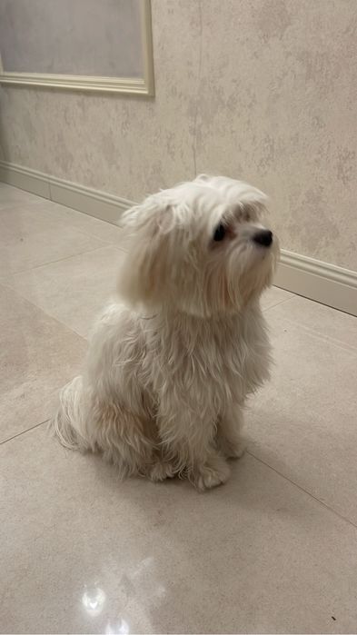 Вязка мальтийская болонка