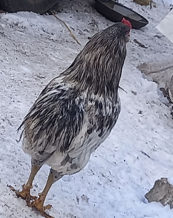 Koguty 1 x rossa I 2x arakuama