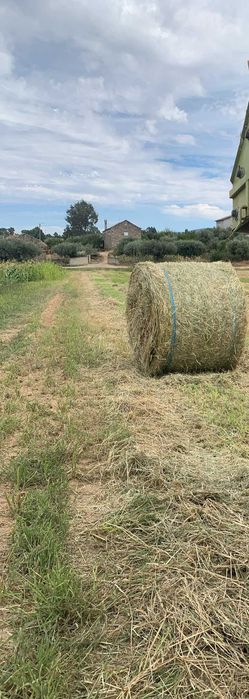 Feno novo 2026 mistura Sudão sorgo
