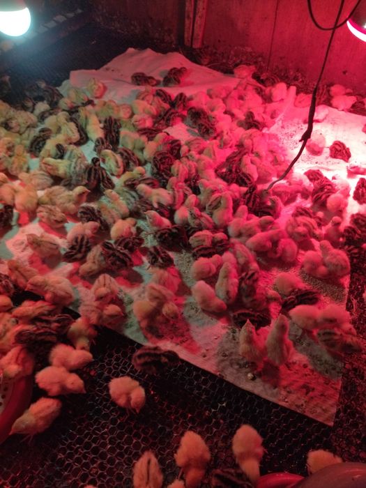 Перепілки домашні