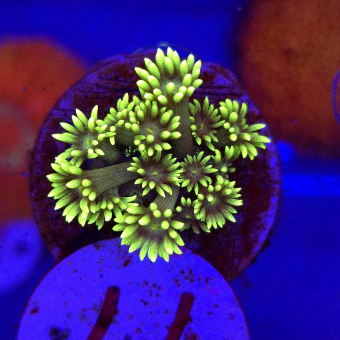 Goniopora Acid Glow – koralowiec LPS (frag) Kingdom of Corals