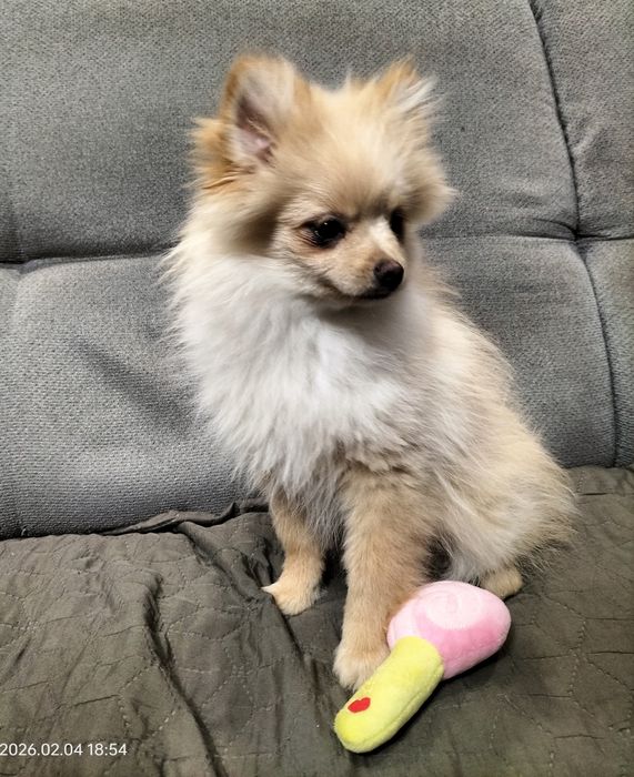 Ruda suczka szpic miniaturowy