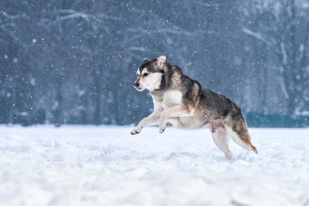 Łagodny Kordian - podaruj mu dom!