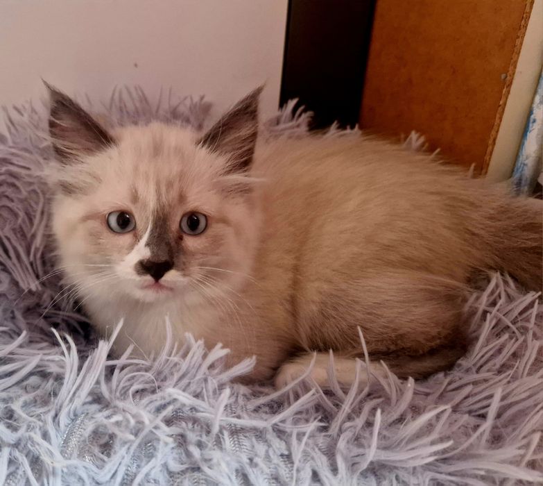 HUGO Kocurek syberyjski Neva Masquerade JUŻ DO ODBIORU!