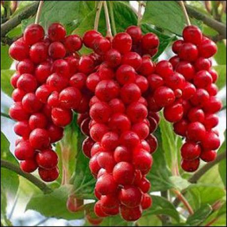 Лимонник китайський ягоди сушені ( Schizandra chinensis )