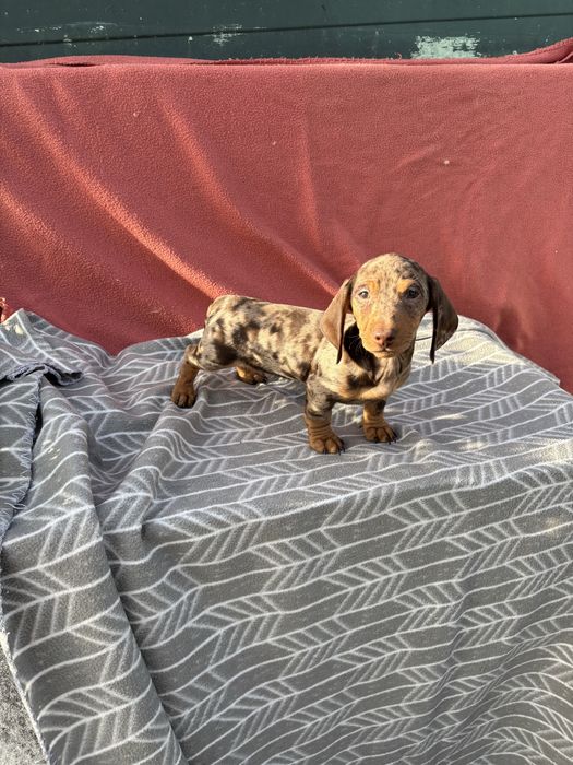 Teckel macho miniatura