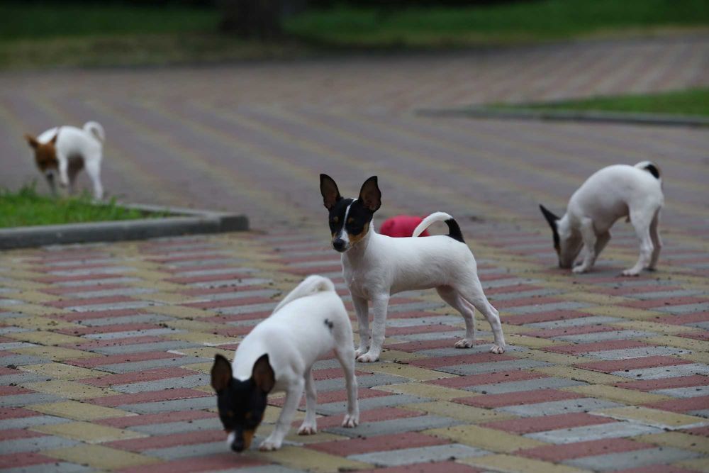 Американський той-фокстер'єр. Цуценята.