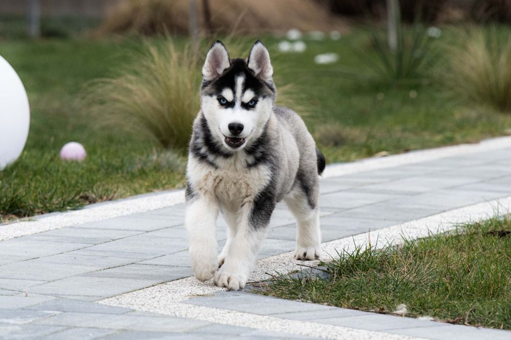 Husky siberian zkwp ostatni piesek