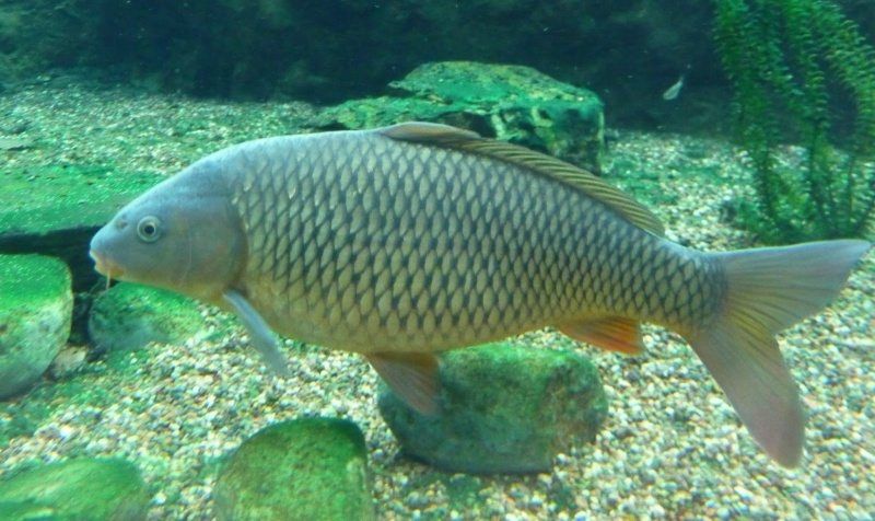 Carpa com 40 centimetros