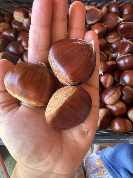 Vendem-se castanhas grandes