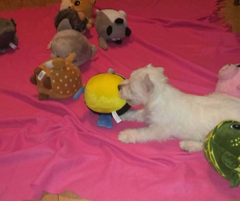West Highland White terrier chłopiec