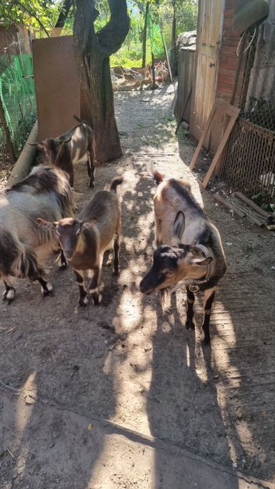 Козлята, козочки