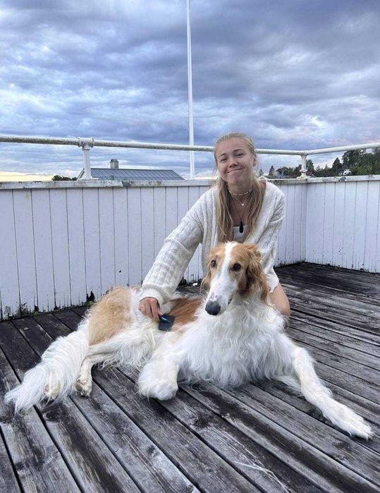 Dog/Cat Sitting / Dog Walking