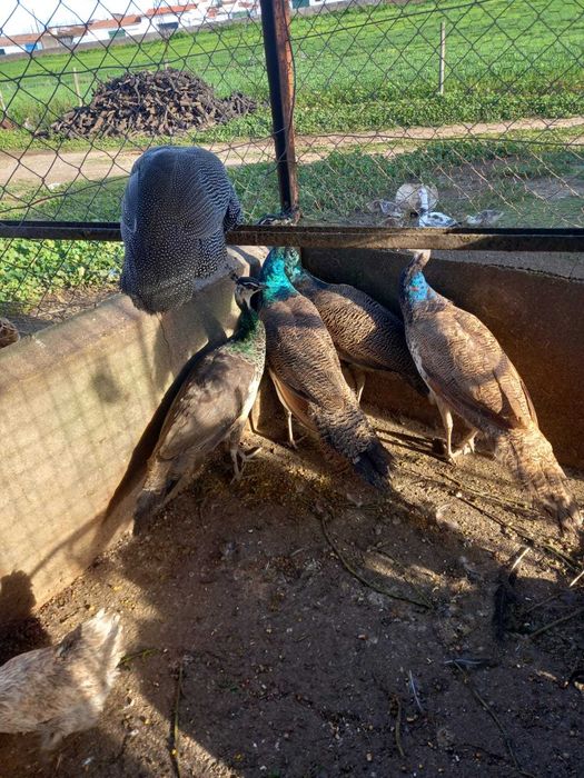 Pavões de várias raças