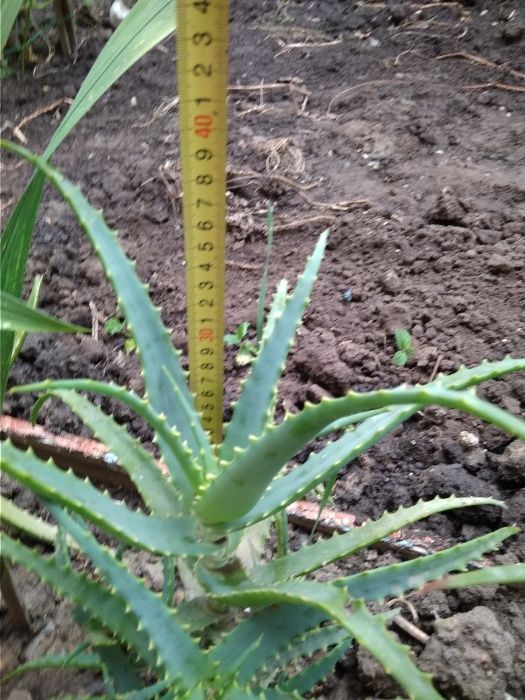 продам алоє