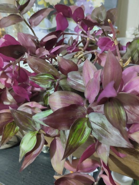 Традесканція 10 сортів традесканция