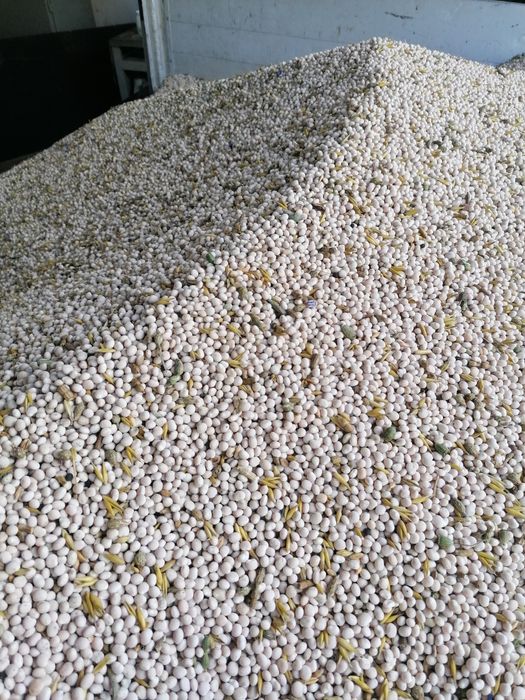 Łubin słodki biały "Rumba"