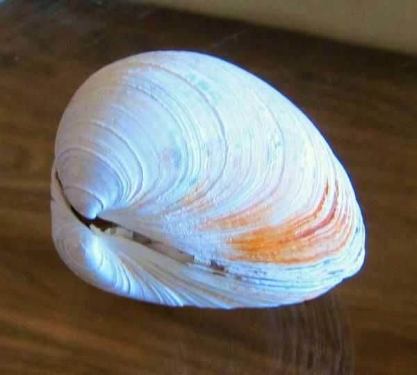 Раковины (ракушки) Индийского океана, крупные.