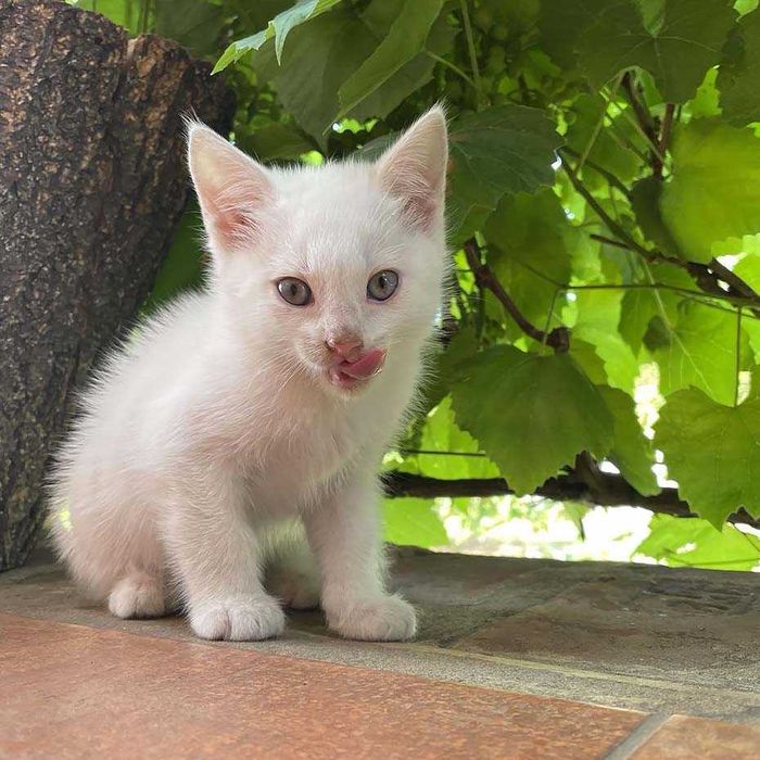 КОТИК - хлопчик в добрі руки.