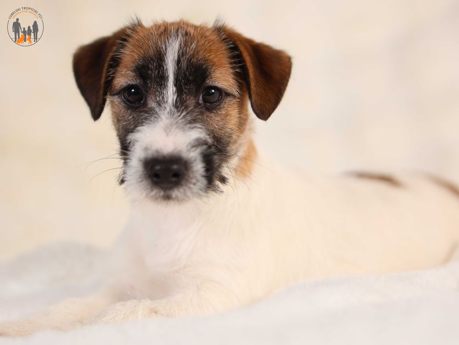 Jack Russell Terrier ZKwP FCI