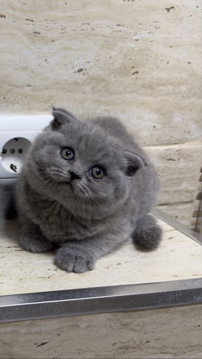 Scottish   fold