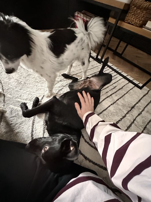 Niunia- delikatna sunia do adopcji.