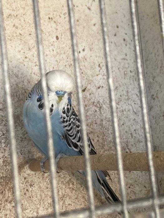 piriquitos ingleses bom porte