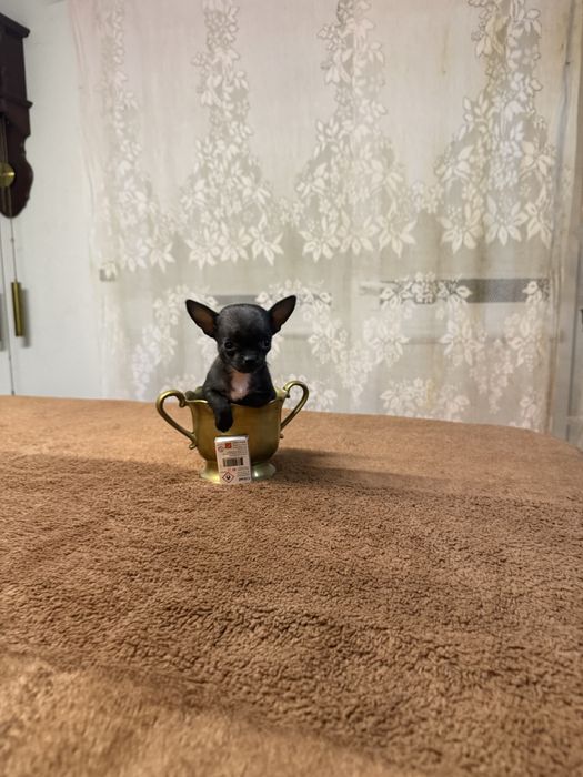 Piesek Chihuahua