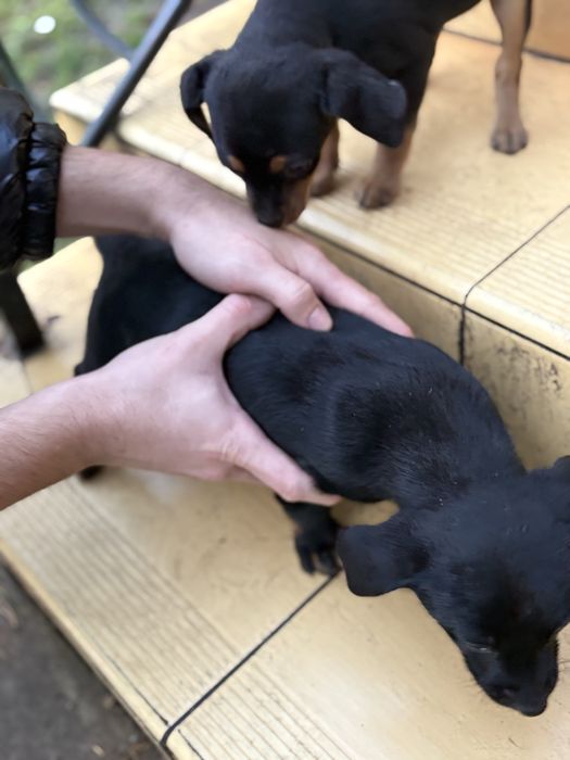 Oddam pieski za darmo