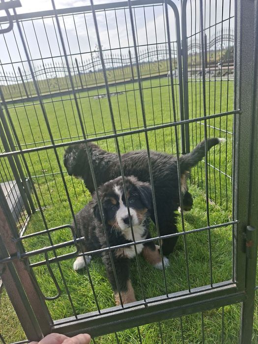 Berneński Pies Pasterski suczka