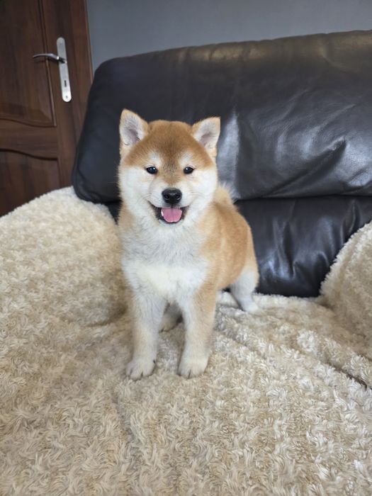 Shiba inu ZKWP FCI wyjątkowe szczenie