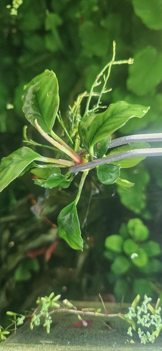 7 Plantas anubia mini (anubia Barteri sp. Mini/ Petite)