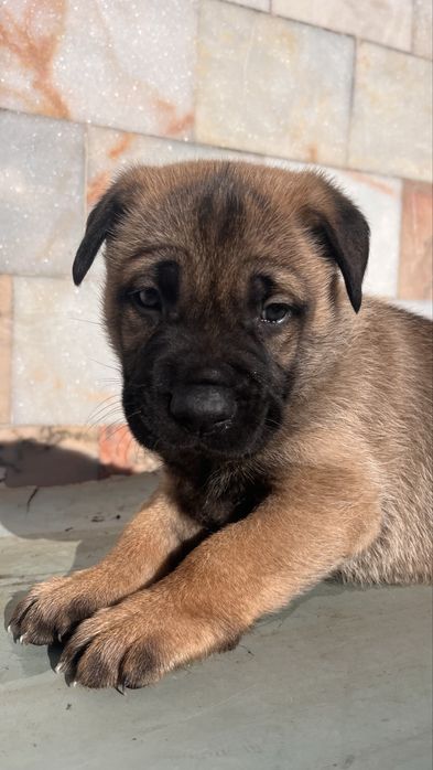 Adoçaão Dois machos Pastor alemão/Belga