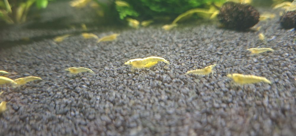 Krewetki neocardina yellow