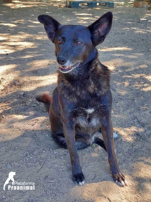 FUSCA - Cadelinha Sénior para Adoção