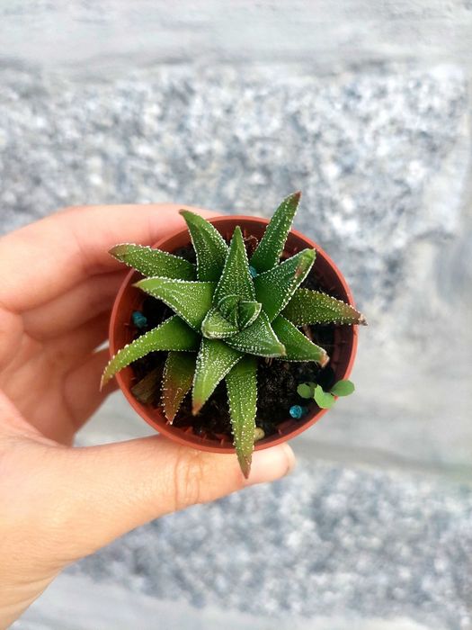 Suculentas 1€ cada