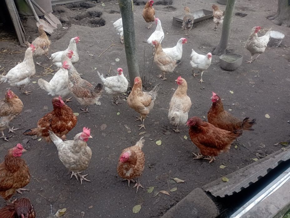 Кури несушки 12 міс