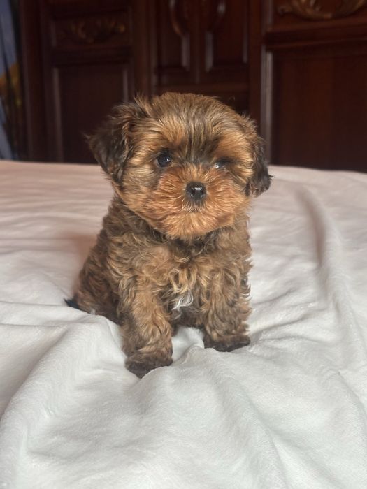 Розкішні яскраві хлопчики