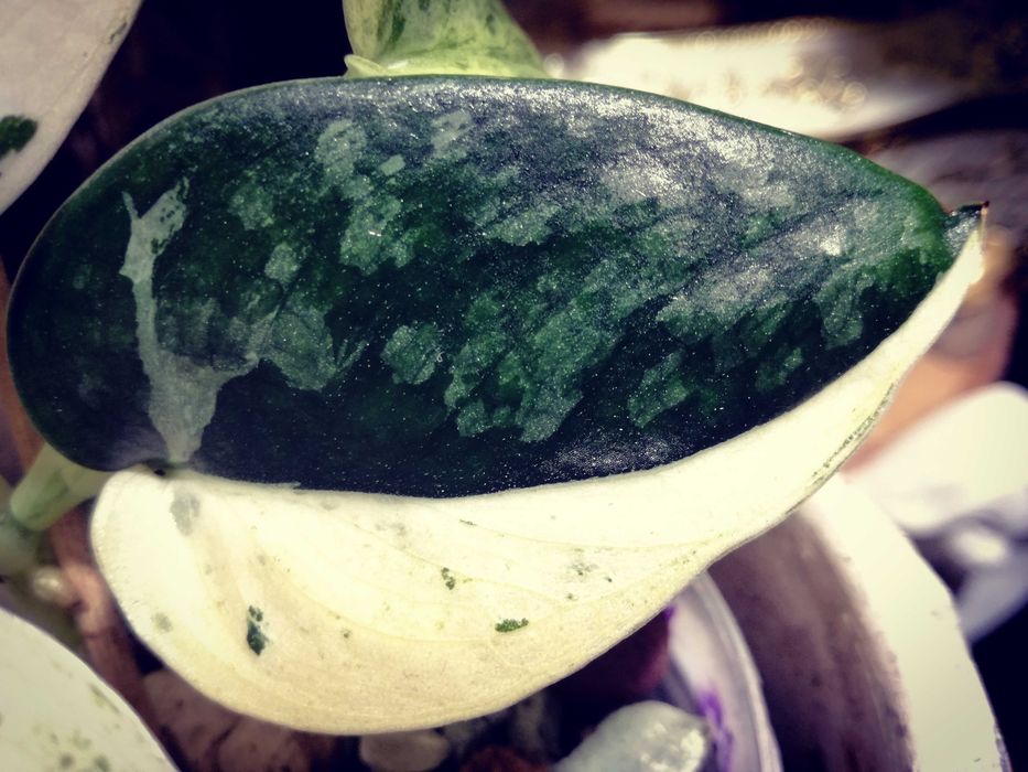 Scindapsus Mayari Marble Variegata NoID UNIKAT monstera philodendron