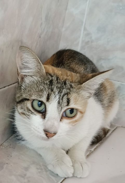 Gata tricolor para adoção responsável