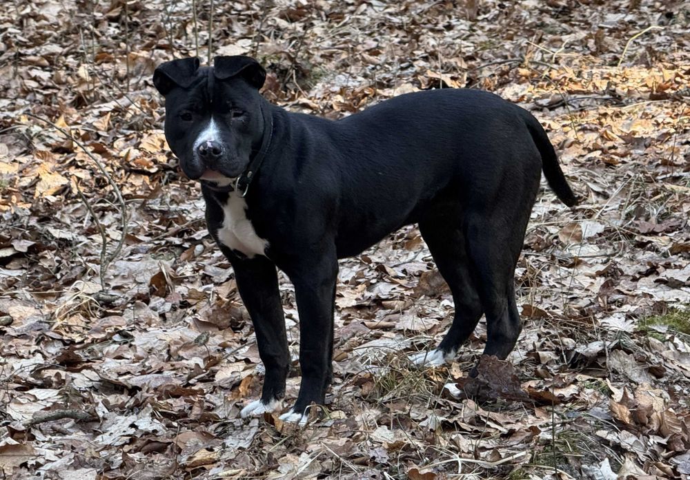 American Pit Bull Terier
