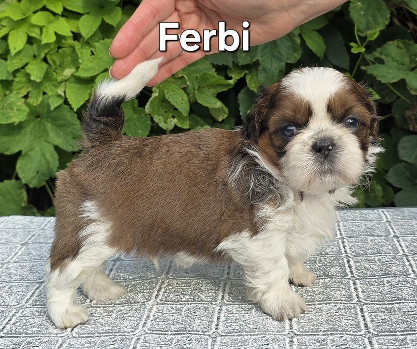 Piesek Shih tzu ZKWP