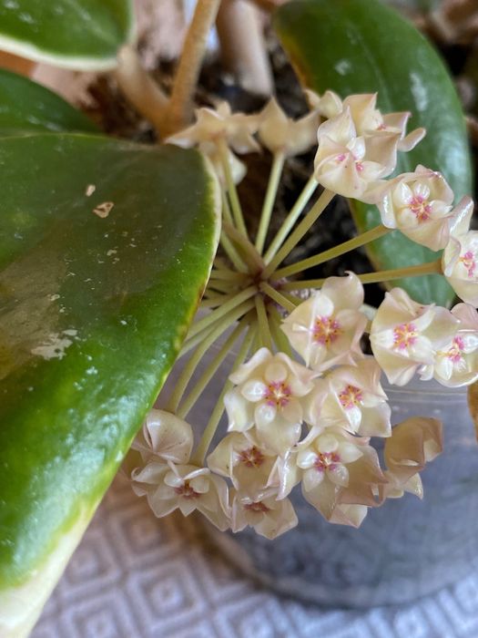 Пропоную дорослу хойю verticillata variegata
